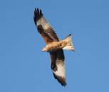 Red Kite